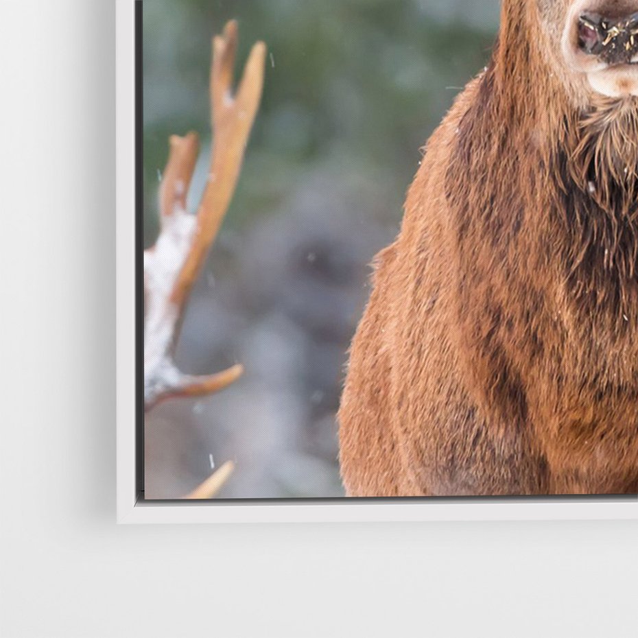 Obraz w ramie 70x100 - Monarcha Zimowej Dziczy - jeleń, zima - rama biała