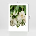 Plakat bez ramy 50x70 - Białe tulipany w pełnym rozkwicie - białe, tulipany