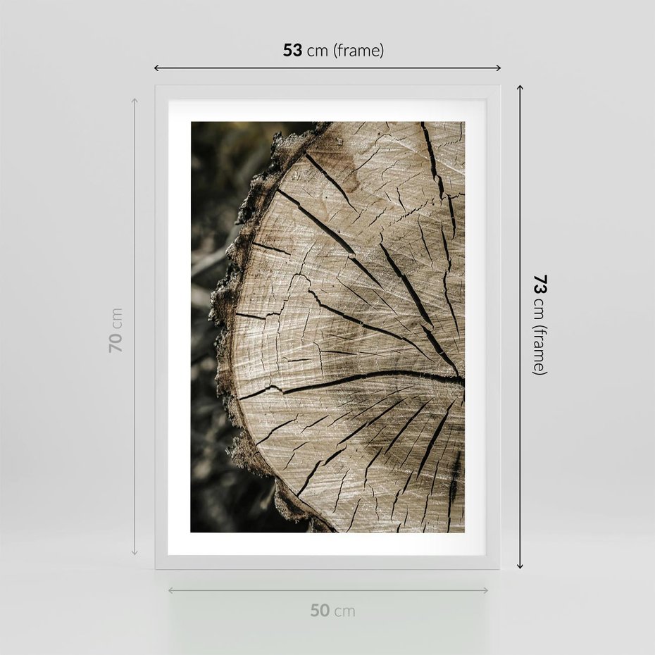 Plakat w ramie 50x70 - Wnętrze Natury - pień, przecięty pień - rama biała