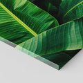 Obraz na płótnie 100x70 - Zaklęta roślinna ekspresja - liście bananowca, gęsto ułożone