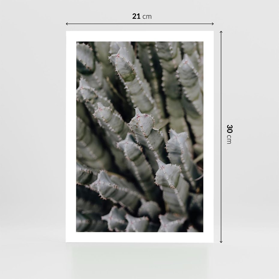 Plakat bez ramy 21x30 - Oaza Natury - sukulenty, kaktusy