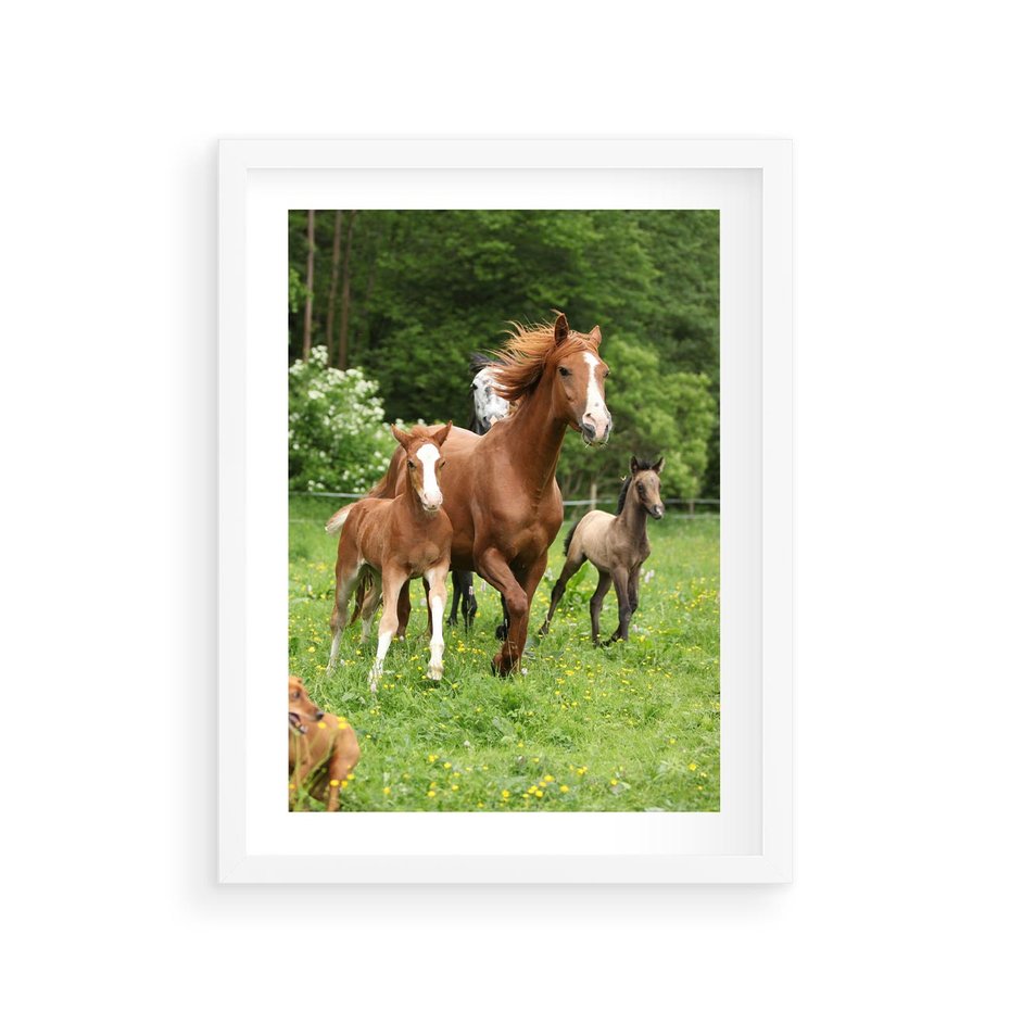 Plakat w ramie 30x40 - Galopujące konie - konie, galop - rama biała