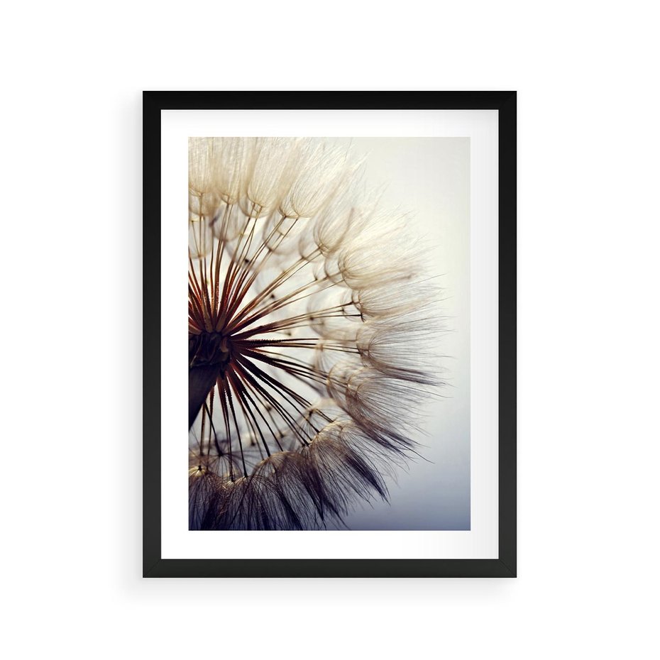 Plakat w ramie 30x40 - Makro piękno dmuchawca - makro, dmuchawiec - rama czarna