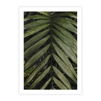 Plakat bez ramy 50x70 - W Liściach Ukryte - zdjęcie, fotografia