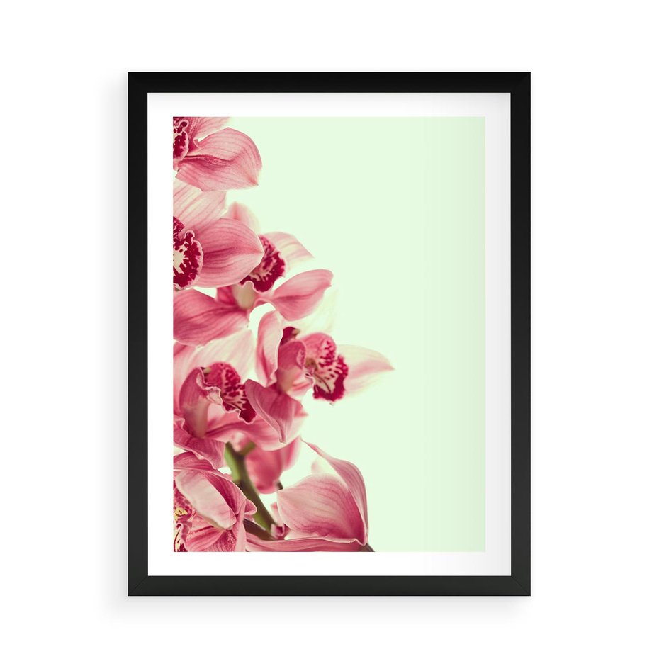 Plakat w ramie 50x70 - Orchidea - delikatne kwiaty - orchidea, kwiaty - rama czarna