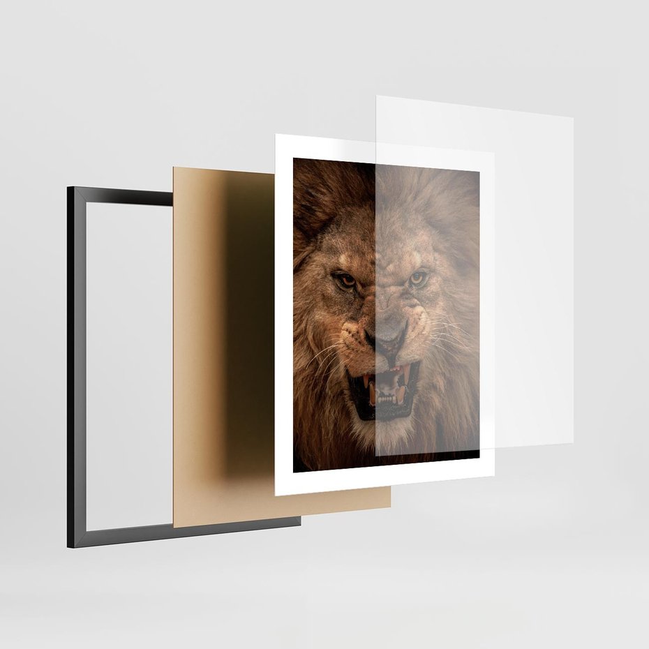 Plakat w ramie 40x50 - Władca Sawanny - lew, sawanna - rama czarna