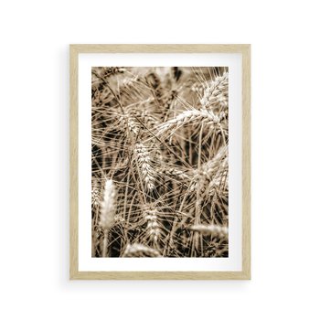 Plakat w ramie 30x40 - Zbliżenie na Kłosy Zboża - zboża, kłosy zboża - rama drewno