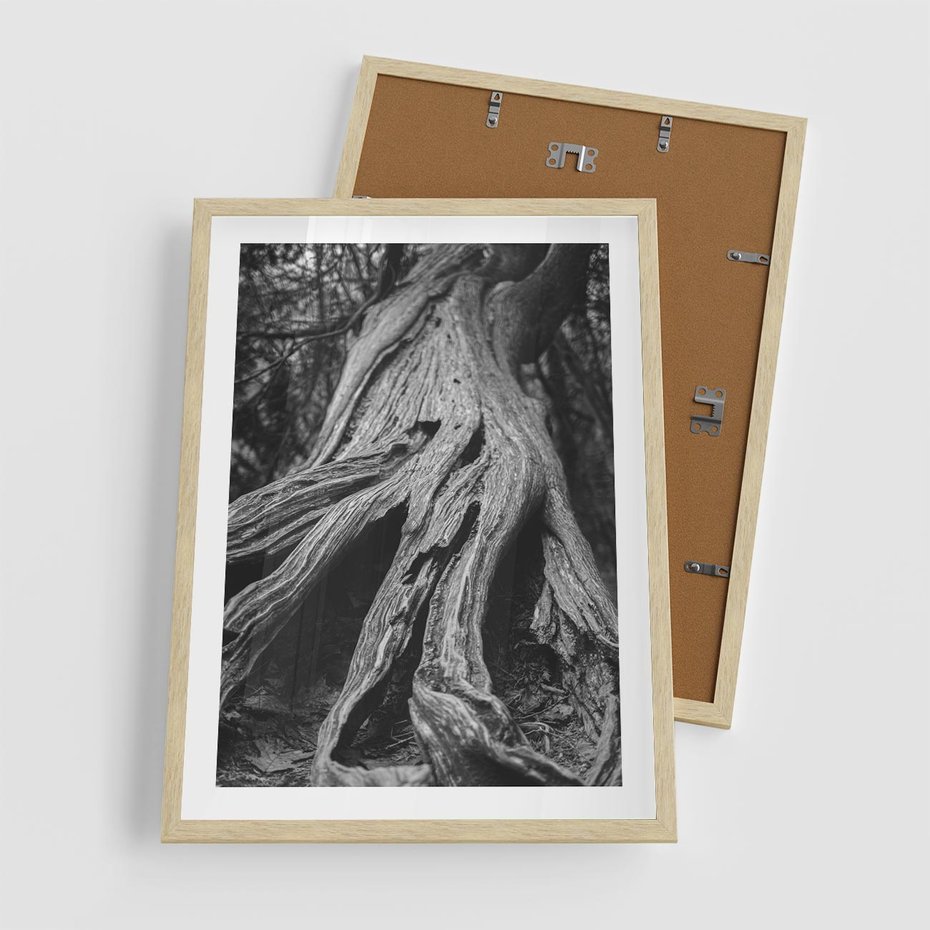 Plakat w ramie 50x70 - Siła Natury - czarno biała fotografia, korzenie wielkiego drzewa - rama drewno
