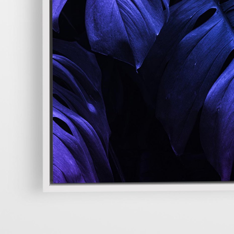 Obraz w ramie 80x80 - Mroczna Magia Dżungli - mroczna grafika, fioletowe liście monstery na czarnym tle - rama biała