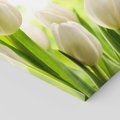Obraz na płótnie 70x50 - delikatność kwiatów - tulipany, kwiat