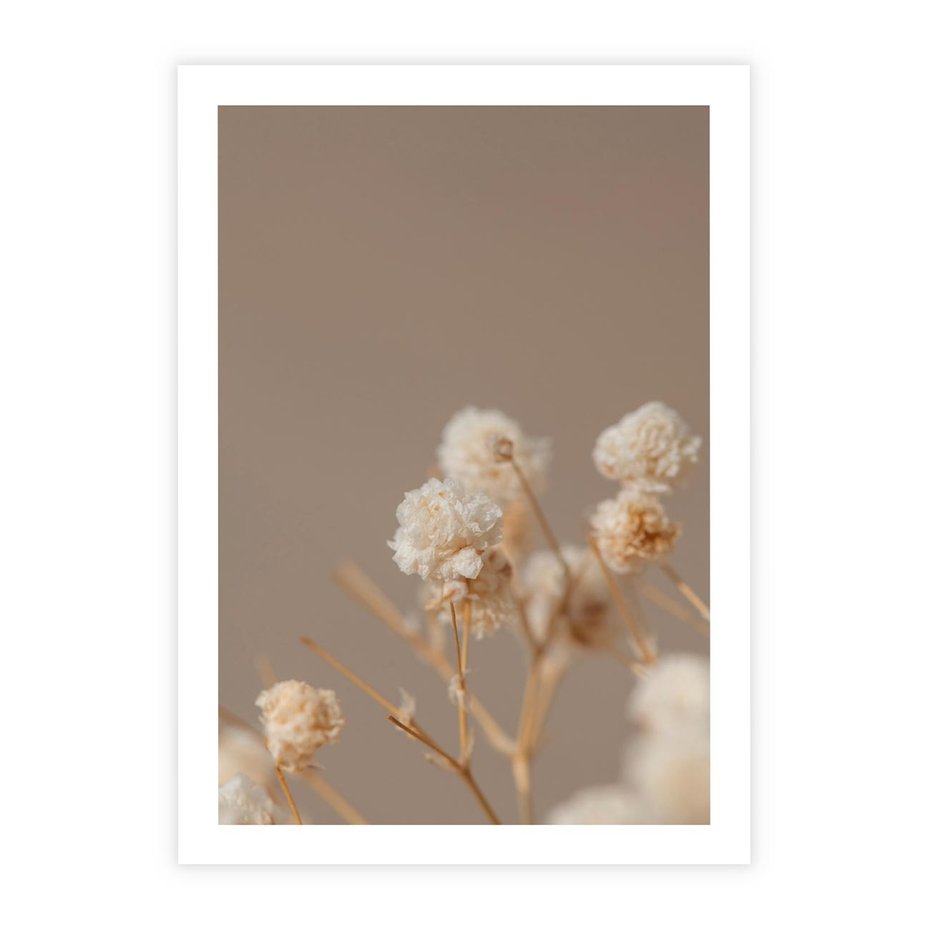 Plakat bez ramy 40x50 - Przezroczyste piękno - gipsówka, suche