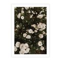 Plakat bez ramy 40x50 - Czyste Piękno - białe kwiaty, białe róże