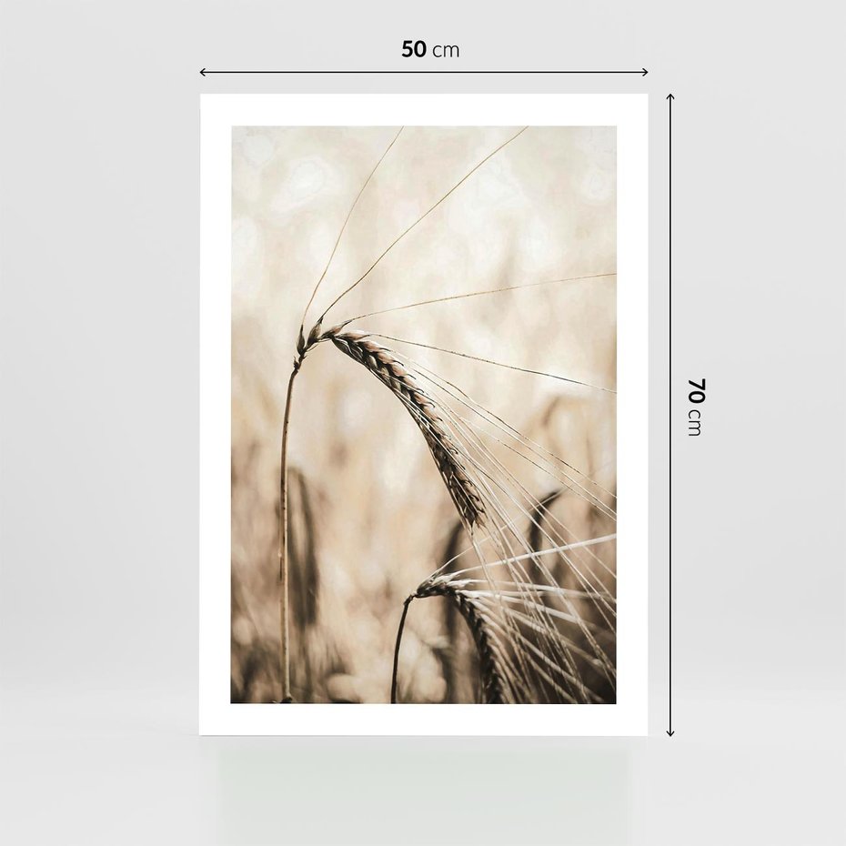 Plakat bez ramy 50x70 - Źdźbło Pszenicy: Blisko Natury - źdźbło pszenicy, pszenica