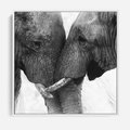 Obraz w ramie 50x50 - Spotkanie Mądrości - fotografia czarno biała, dwa słonie - rama biała