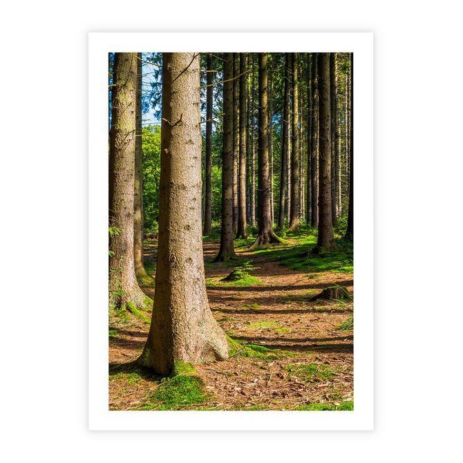 Plakat bez ramy 21x30 - Las: harmonia natury - las, drzewa
