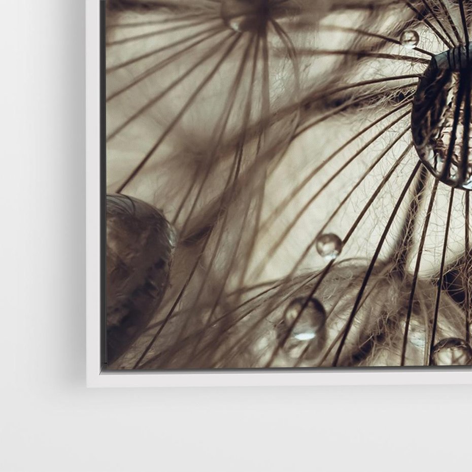 Obraz w ramie 70x50 - Lekkie dmuchawce - dmuchawce, krople - rama biała