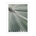 Plakat bez ramy 40x50 - Jasnozielony Świat - palma, liść