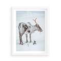 Plakat w ramie 50x70 - Magia Świąt - renifer na śniegu, śnieg - rama biała