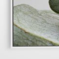 Obraz w ramie 70x50 - Eukaliptusowa zieleń - eukaliptus, zielone - rama biała