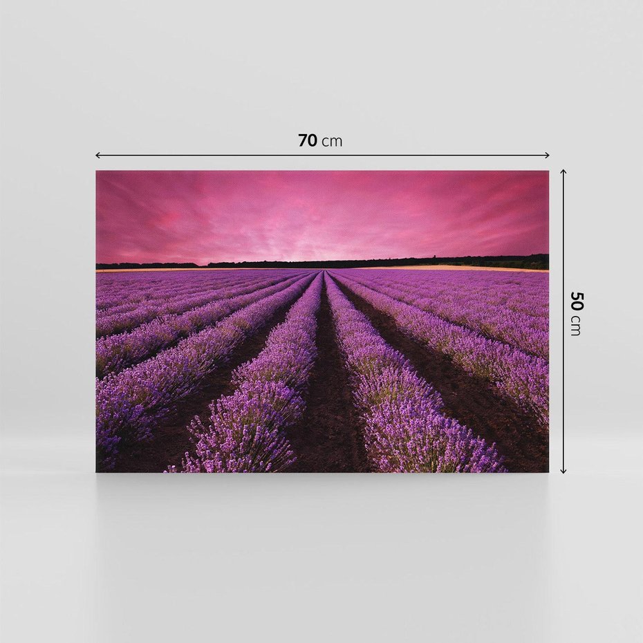 Obraz na płótnie 70x50 - Pola lawendy w pełnym rozkwicie - Lawenda, krajobraz