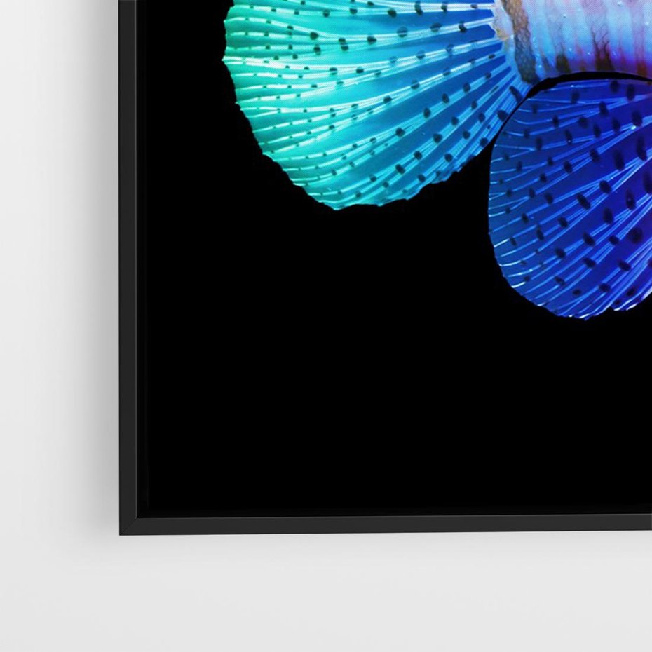 Obraz w ramie 100x70 - Tęczowa Piękność - kolorowa tęczowa ryba, mocny akcent na czarnym tle - rama czarna