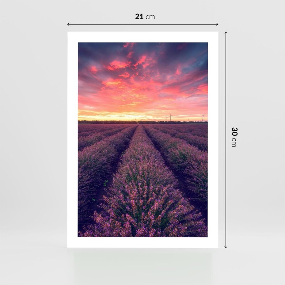 Plakat bez ramy 21x30 - Różowe Niebo nad Polami - pola lawendy, zachód słońca