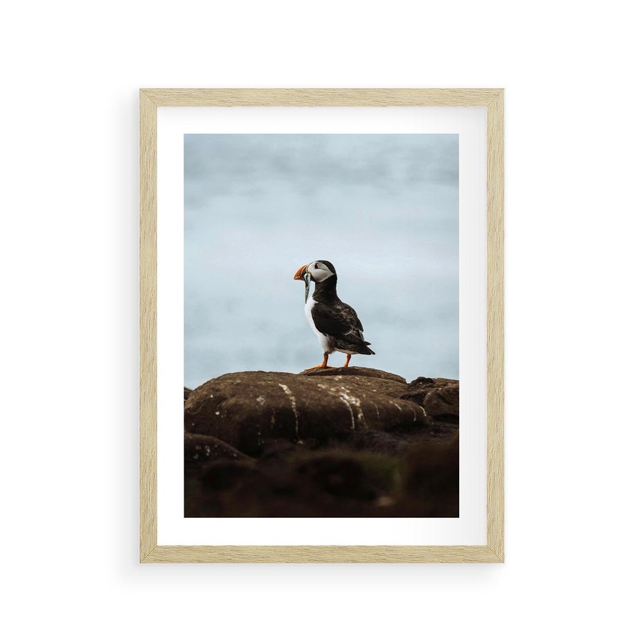 Plakat w ramie 30x40 - Portret Ptaka Morskiego - maskonur, ptak - rama drewno