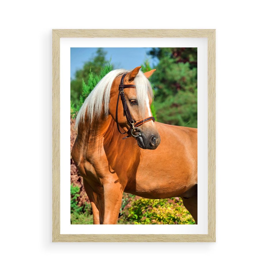 Plakat w ramie 50x70 - Elegancki wierzchowiec - koń, portret - rama drewno