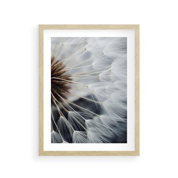 Plakat w ramie 30x40 - Dmuchawce w Naturze - dmuchawiec, zbliżenie - rama drewno