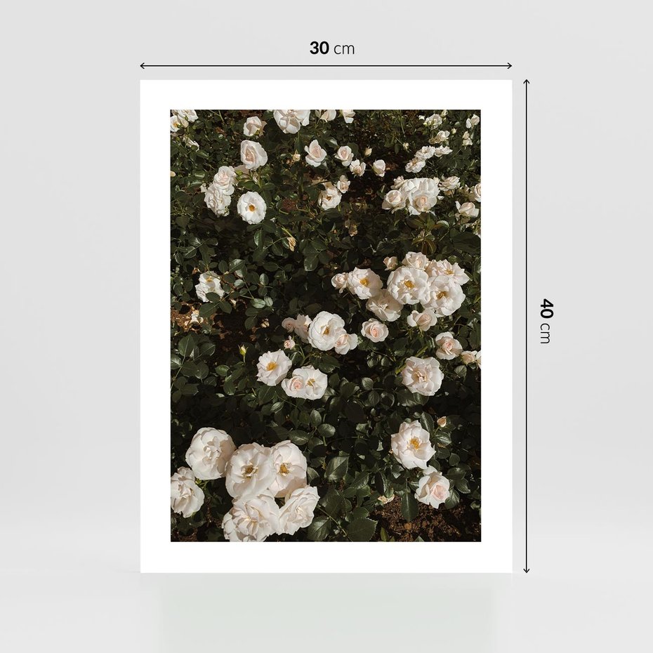 Plakat bez ramy 30x40 - Czyste Piękno - białe kwiaty, białe róże