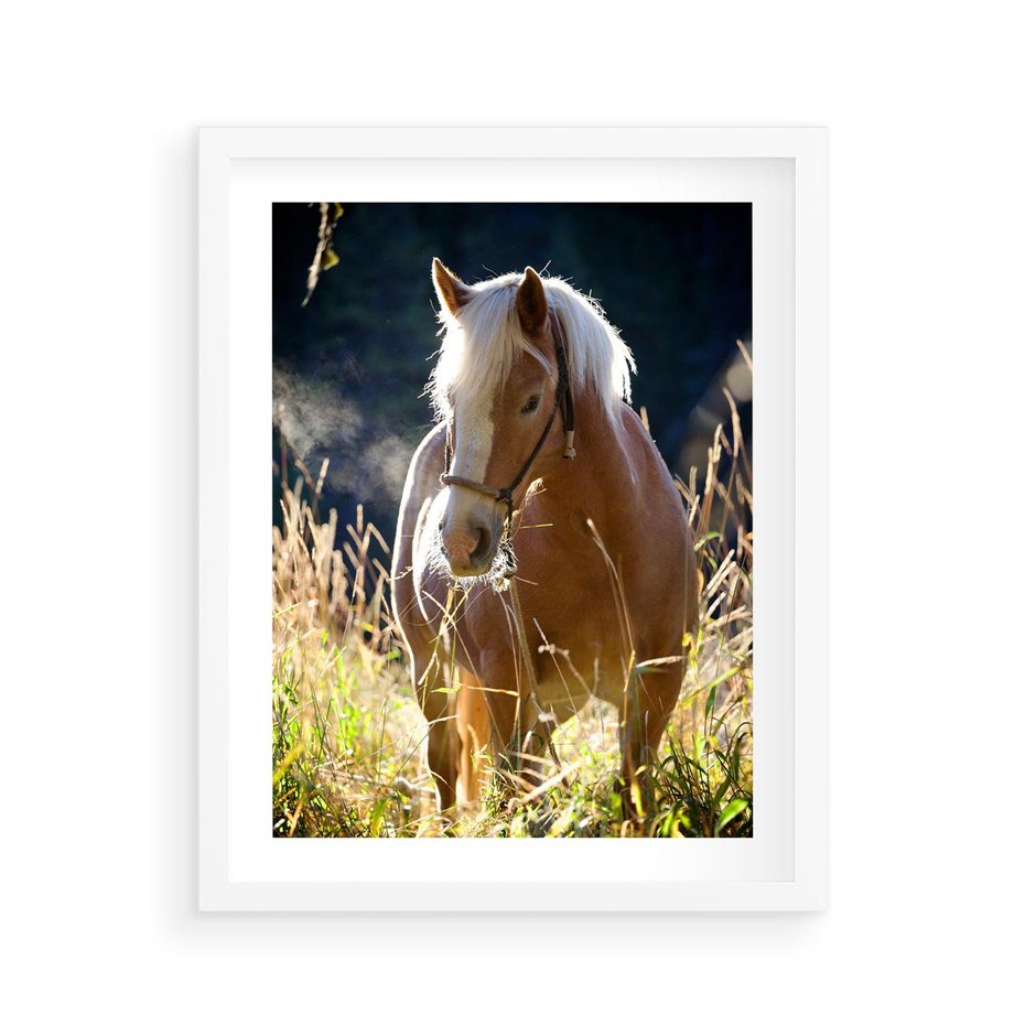 Plakat w ramie 40x50 - Spotkanie konia na łące - koń, łąka - rama biała