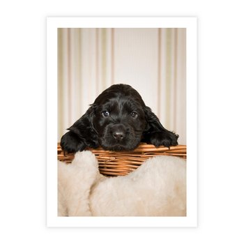 Plakat bez ramy 21x30 - Uroczy szczeniak w akcji - piesek, szczeniak