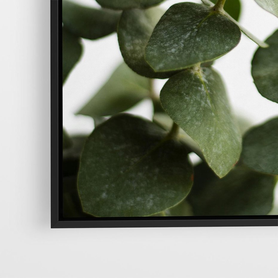 Obraz w ramie 50x50 - Zielone eukaliptusy - eukaliptus, liście - rama czarna