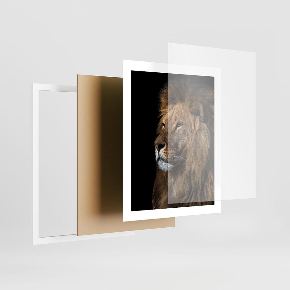 Plakat w ramie 40x50 - Władca Dzikiej Przyrody - lew, król - rama biała