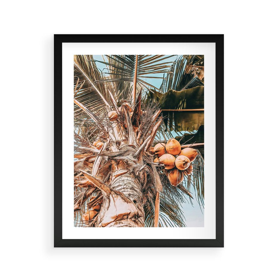 Plakat w ramie 40x50 - Tropikalna Palma: Fotografia z Kokosami - palma kokosowa, kokosy - rama czarna