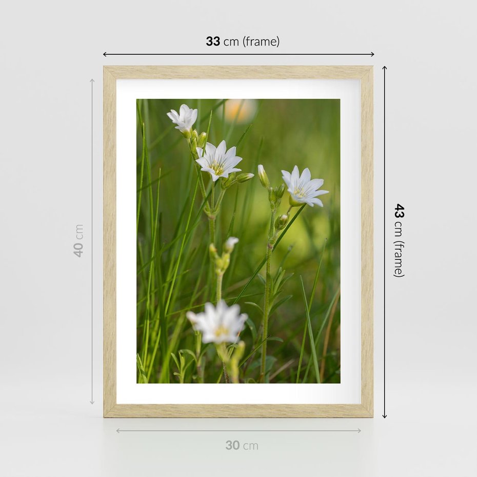Plakat w ramie 30x40 - Kolorowa łąka - stokrotki, łąka - rama drewno
