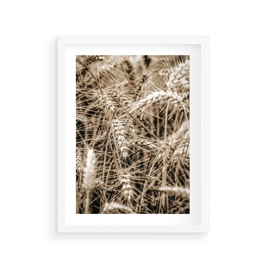Plakat w ramie 30x40 - Zbliżenie na Kłosy Zboża - zboża, kłosy zboża - rama biała