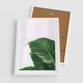 Plakat w ramie 50x70 - Zielone liście monstery - liście, monstera - rama biała