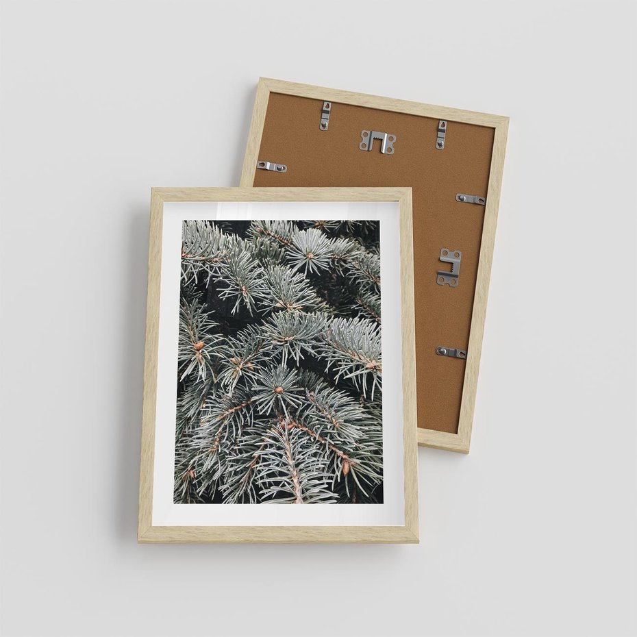 Plakat w ramie 30x40 - Zima na Gałęziach - sosnowe gałęzie, igły - rama drewno
