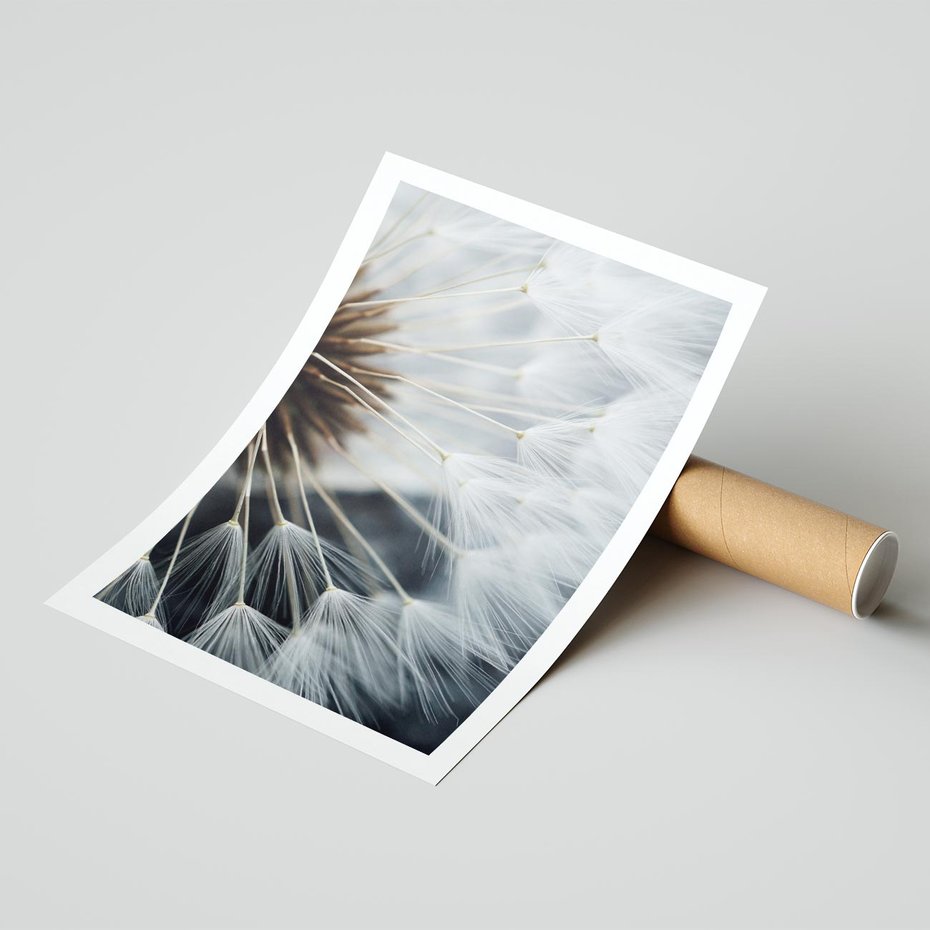 Plakat bez ramy 21x30 - Dmuchawce w Naturze - dmuchawiec, zbliżenie