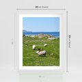 Plakat w ramie 40x50 - Górskie Owce - góry, owce - rama biała