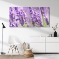 Obraz na płótnie 100x50 - Urok lawendy - lawenda, kwiaty