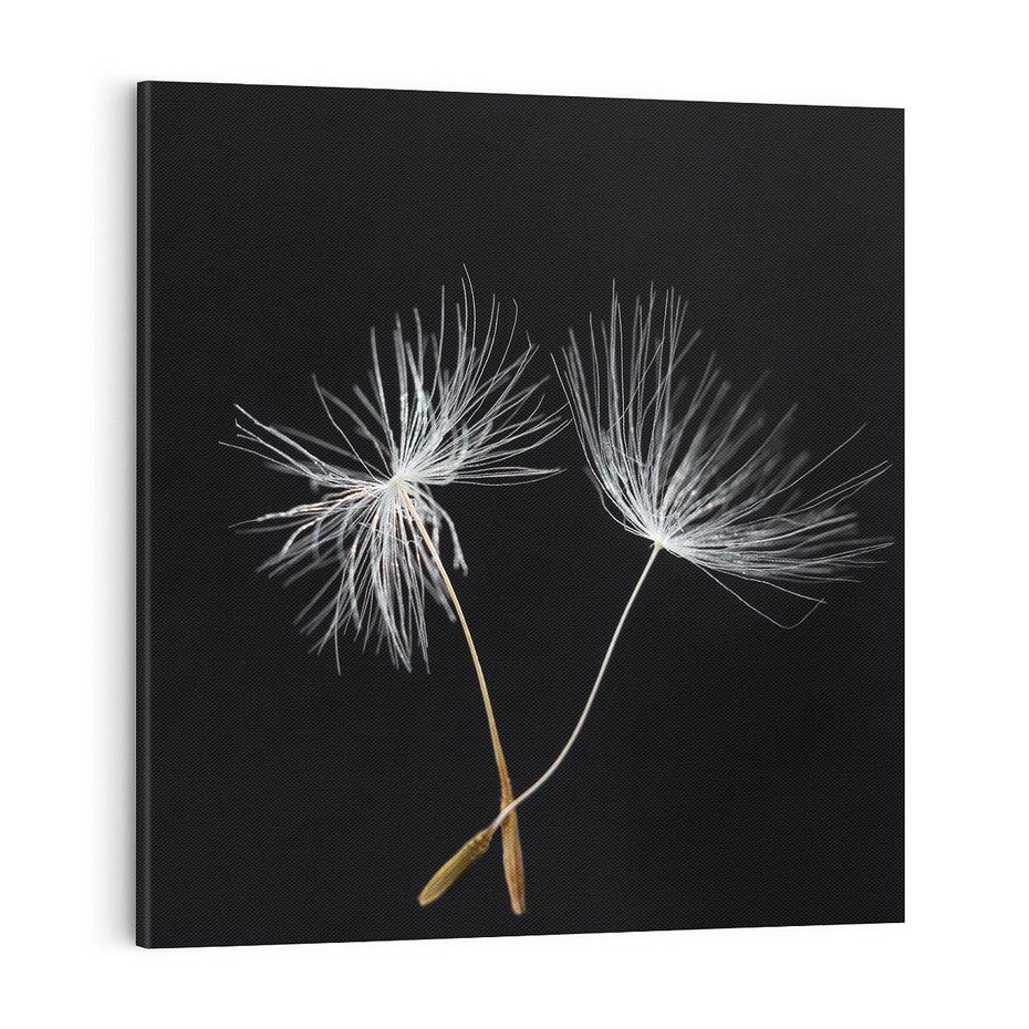 Obraz na płótnie 70x70 - Delikatność Wiatru - dmuchawce, makro