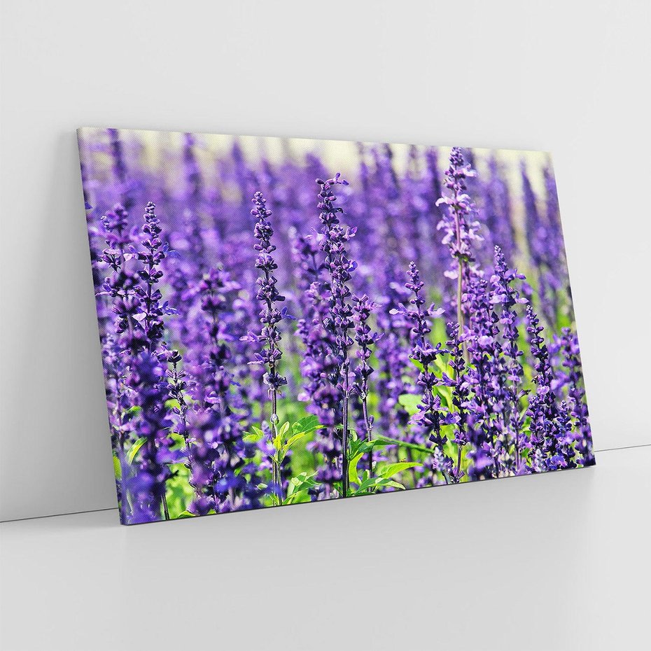 Obraz na płótnie 70x50 - Lawendowa Mgła - lawenda, kwiat