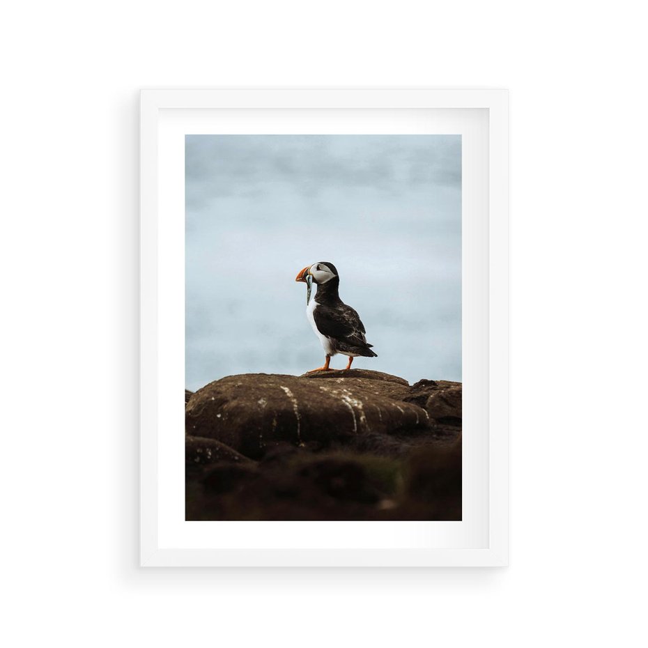 Plakat w ramie 30x40 - Portret Ptaka Morskiego - maskonur, ptak - rama biała