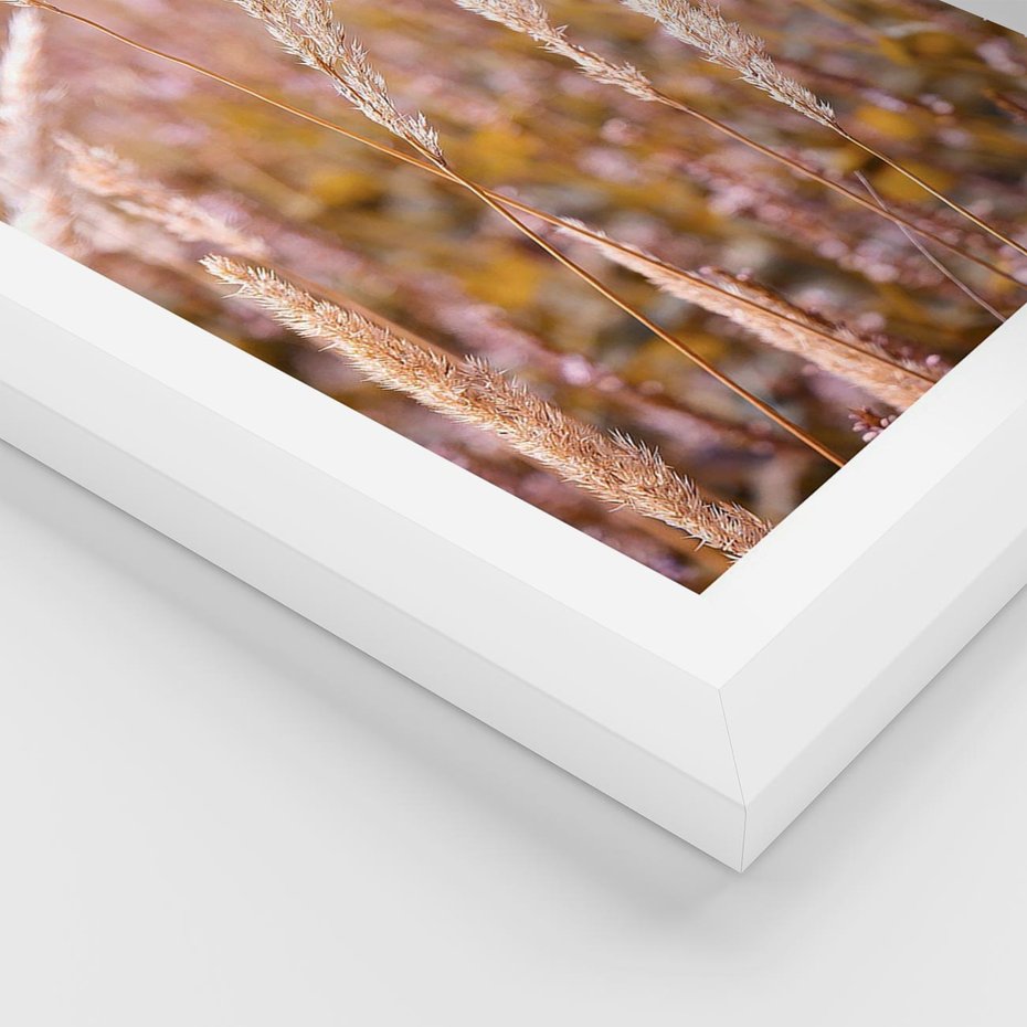 Plakat w ramie 30x40 - Sucha Trawa w Sierpniu - trawy, łąka - rama biała