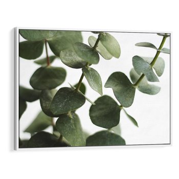 Obraz w ramie 120x80 - Zielone eukaliptusy - eukaliptus, liście - rama biała