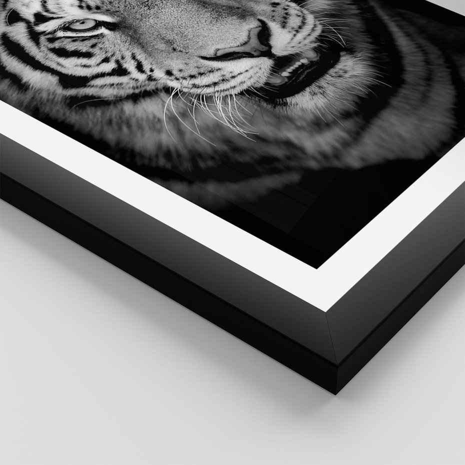 Plakat w ramie 30x40 - Tygrys Czarno-Biały: Siła i Delikatność - tygrys, czarno - rama czarna