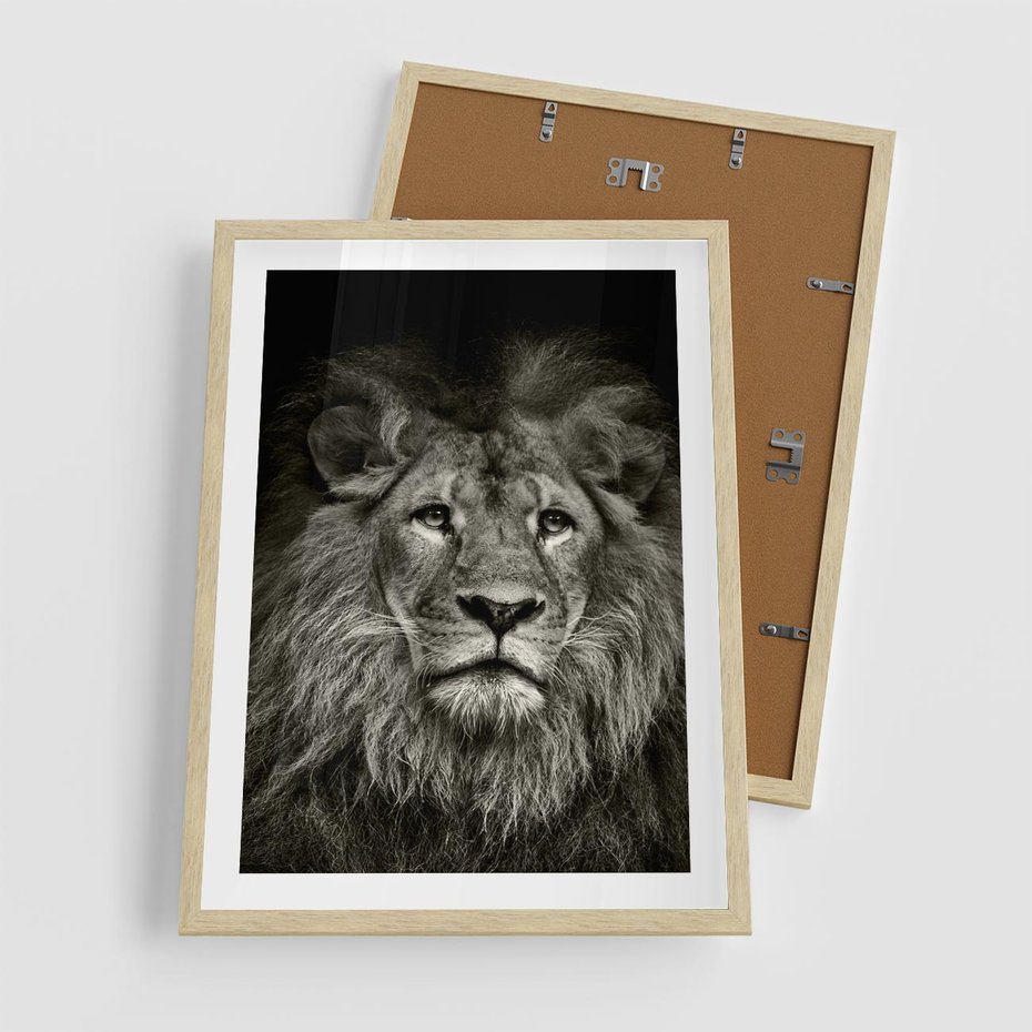 Plakat w ramie 50x70 - Moc lewego spojrzenia - lew, czarno - rama drewno