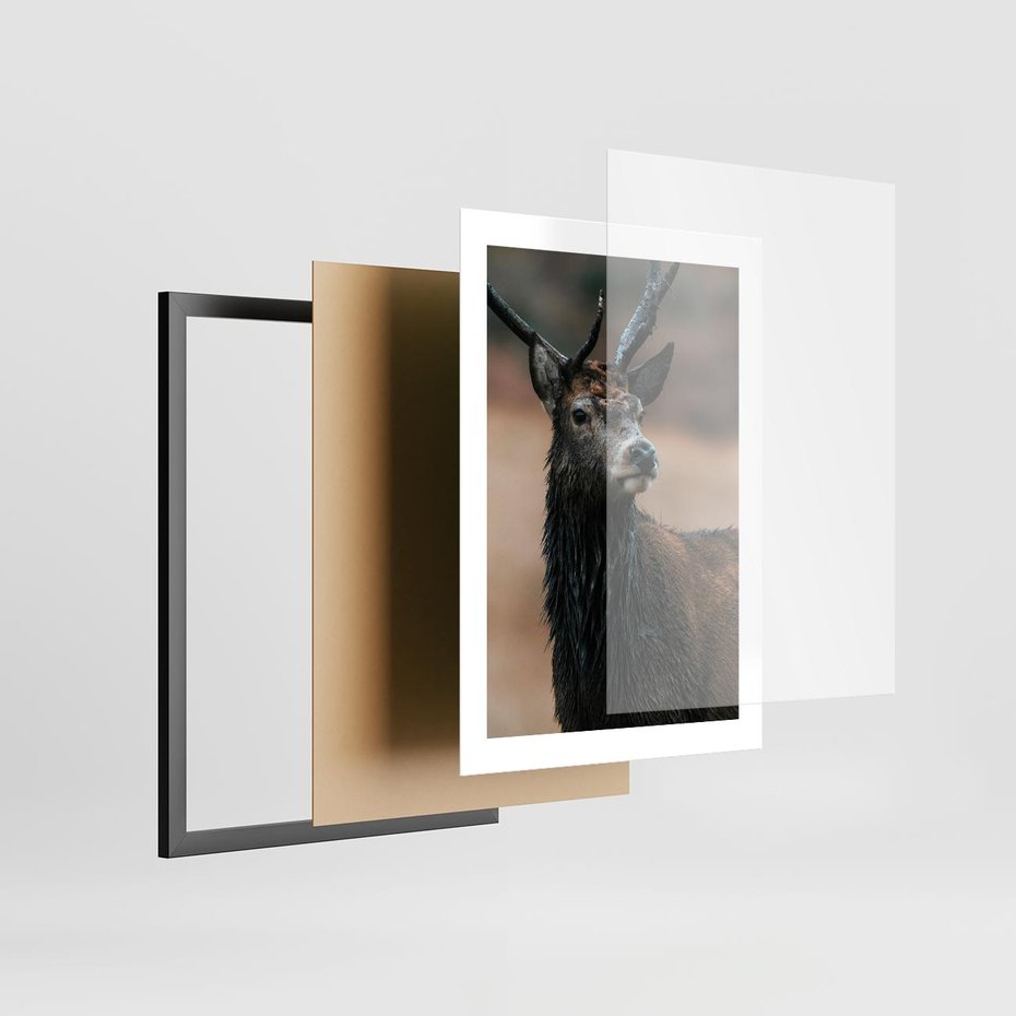 Plakat w ramie 30x40 - Spokojny jeleń - jeleń, las - rama czarna